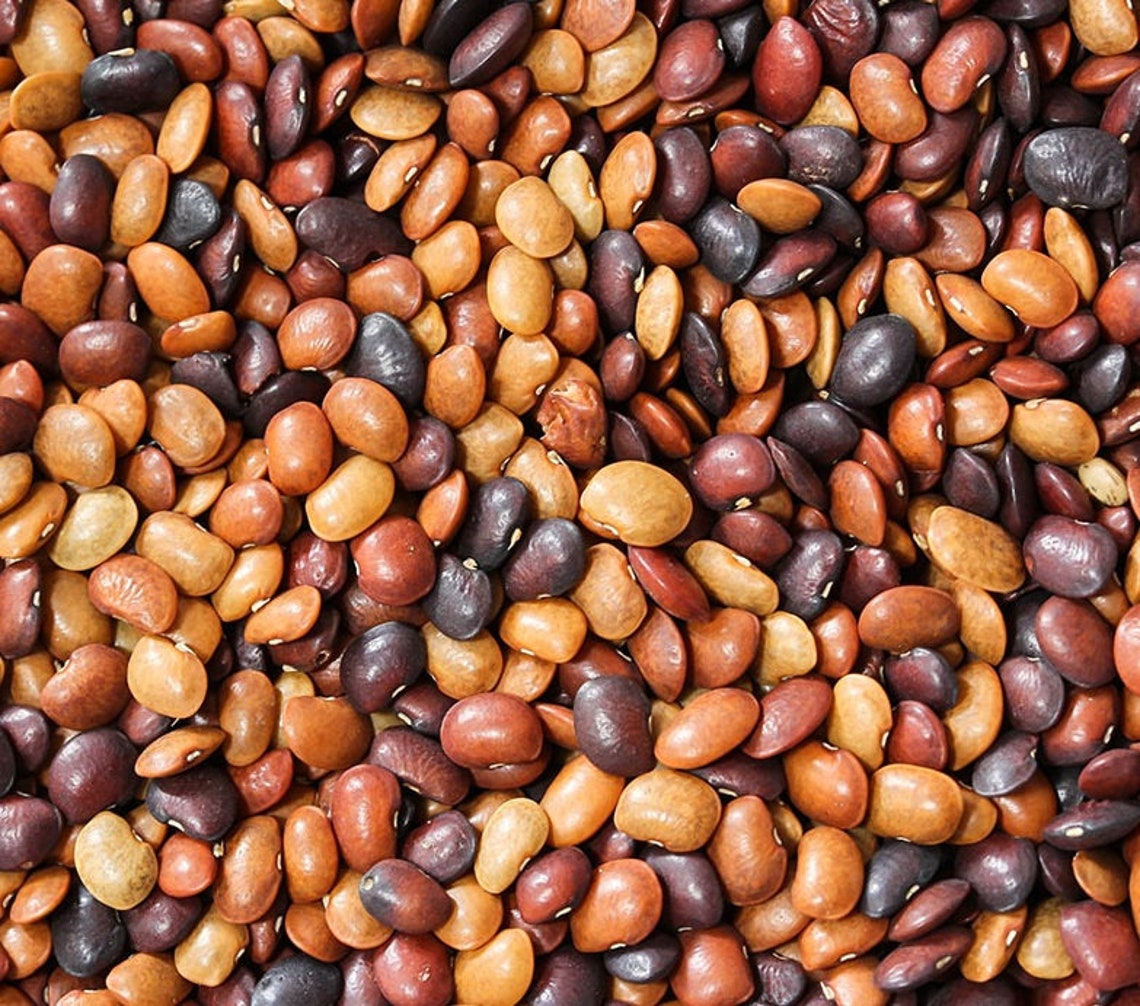 Horse Gram Seed Macrotyloma Uniflorum Bean Cowpea Seed Etsy UK