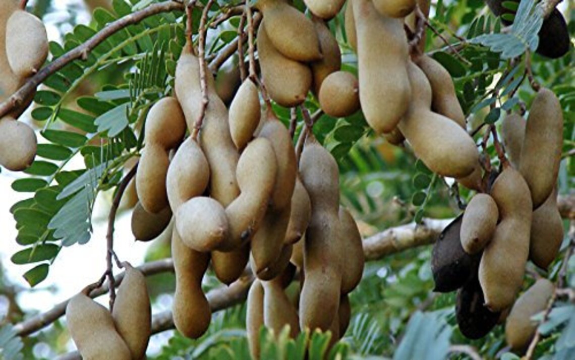 Tamarind Tree Seed Tamarindus Indica Tamarind Fruit Seeds Etsy