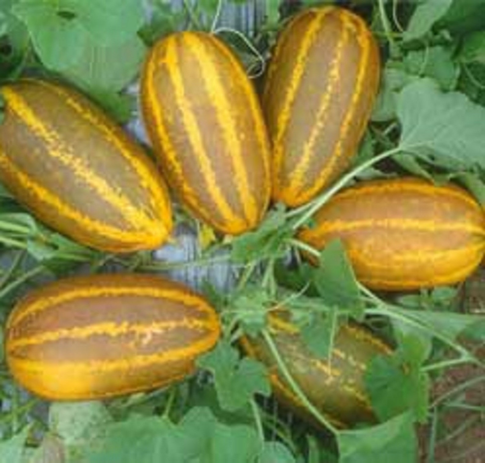 Indian Cucumber Organic Yellow Indian Cucumber Sambar Etsy