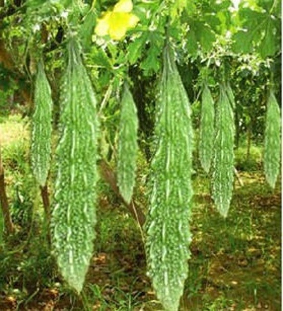 Indian Bitter Gourd Seeds Momordica Charantia Bitter Melon Etsy Indian Bitter Gourd Seeds Momordica Charantia Bitter Melon Etsy