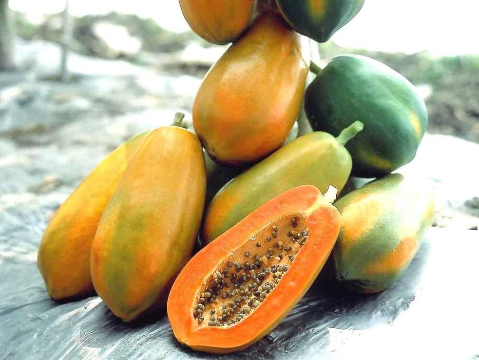 Dwarf Papaya Carica Papaya Red Lady Papaya Fruit Tree Etsy Australia