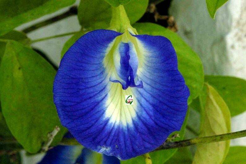 Blue Clitoria Flower Seed Ternatea Ethnic Aparajita Etsy