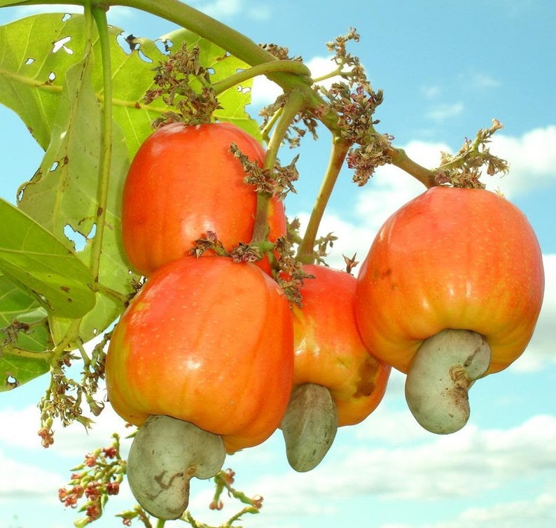 Cashew Nut Fruit Seed Anacardium Occidentale Cajou Tree Etsy