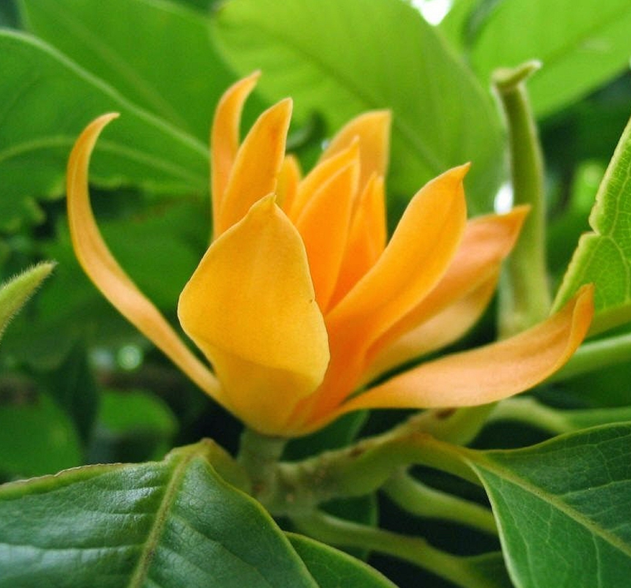Michelia Champaca Magnolia Champaca Joy Perfume Tree Seeds Etsy Canada