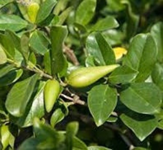 Gymnema Sylvestre Dry Leaf Australian Cowplant Gurmar Dry Etsy