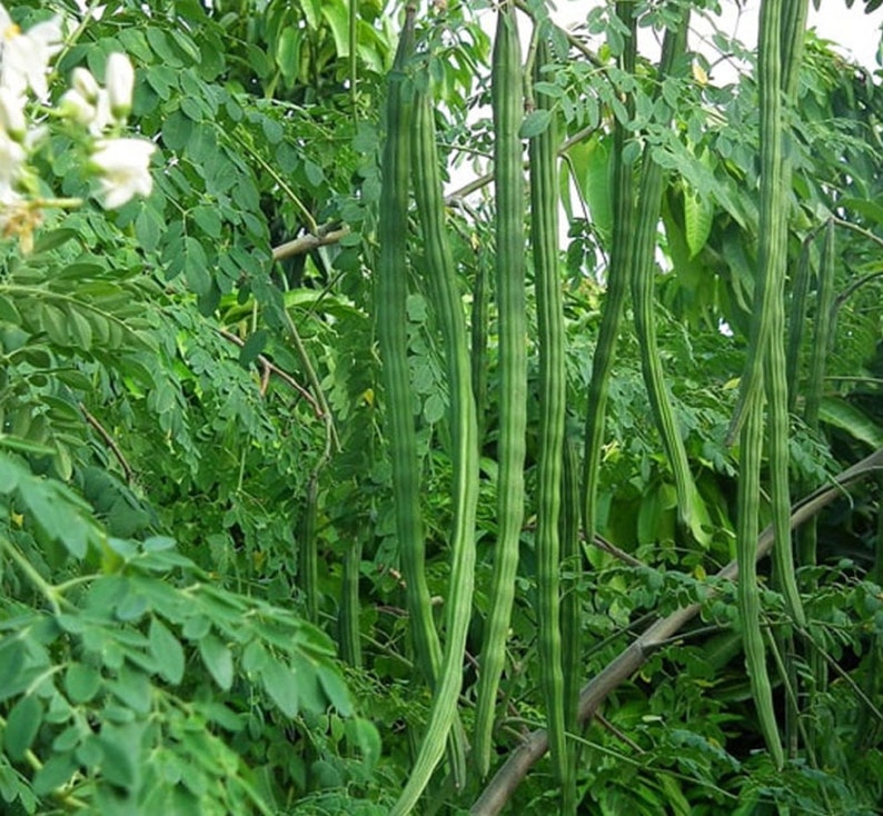 Dwarf High Yield Moringa PKM1 Hybrid Moringa Oleifera Seeds Etsy