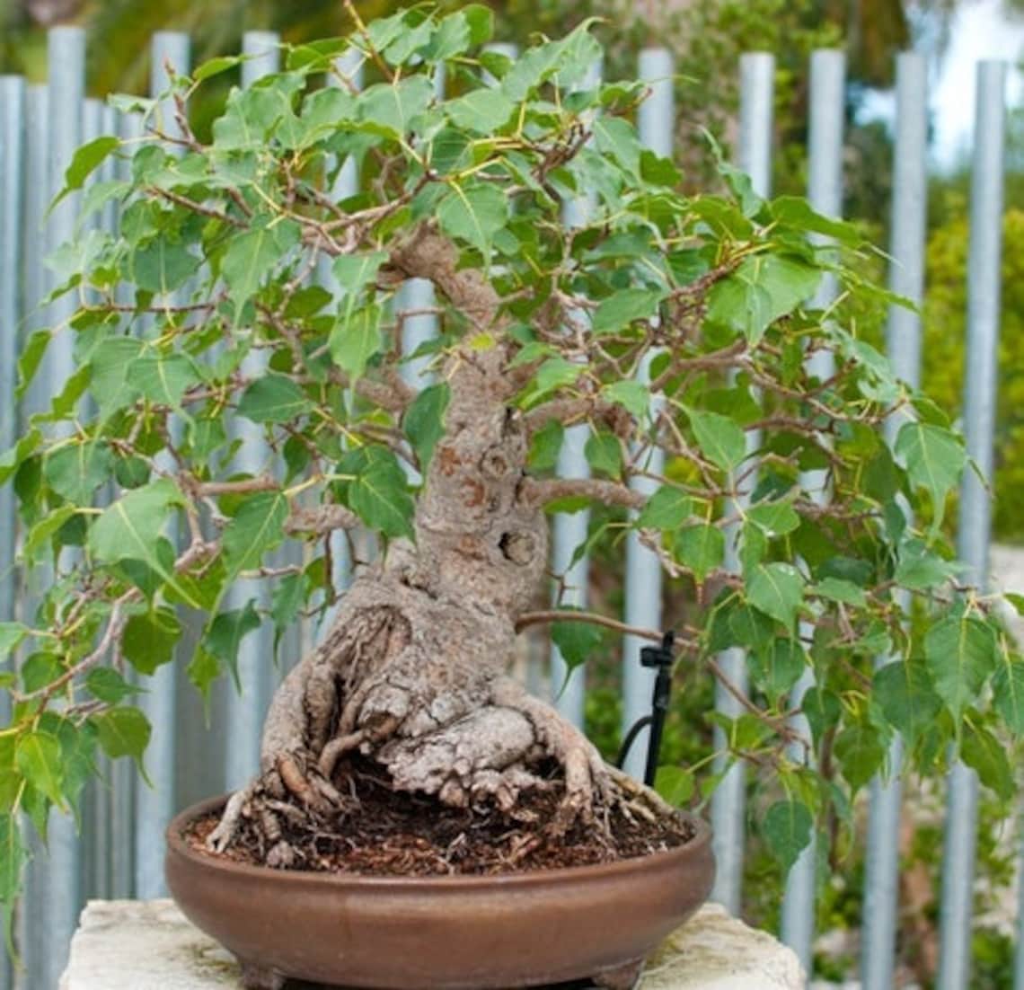 Ficus Religiosa Peepal Tree Bodhi Tree Holy Fig Tree Etsy Hong Kong