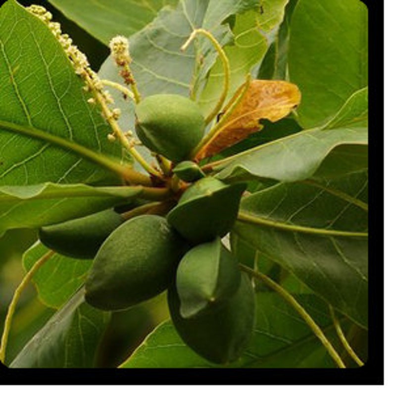 Indian Almond Terminalia Catappa Tropical Almond 6 Nos. | Etsy