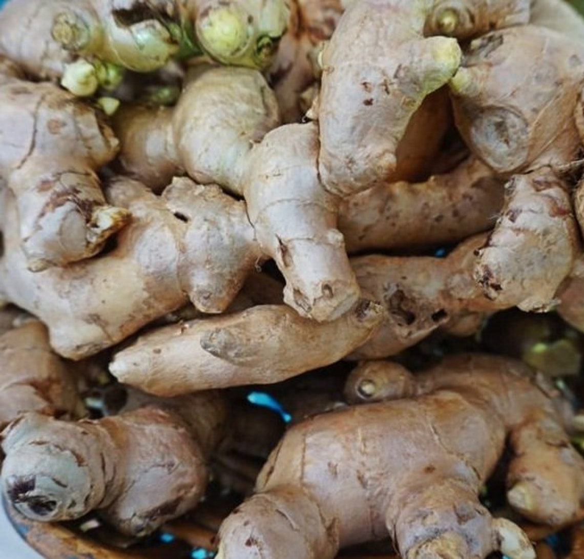 Ginger Rhizomes Zingiber Officinale Rhizomes Indian Ginger Etsy