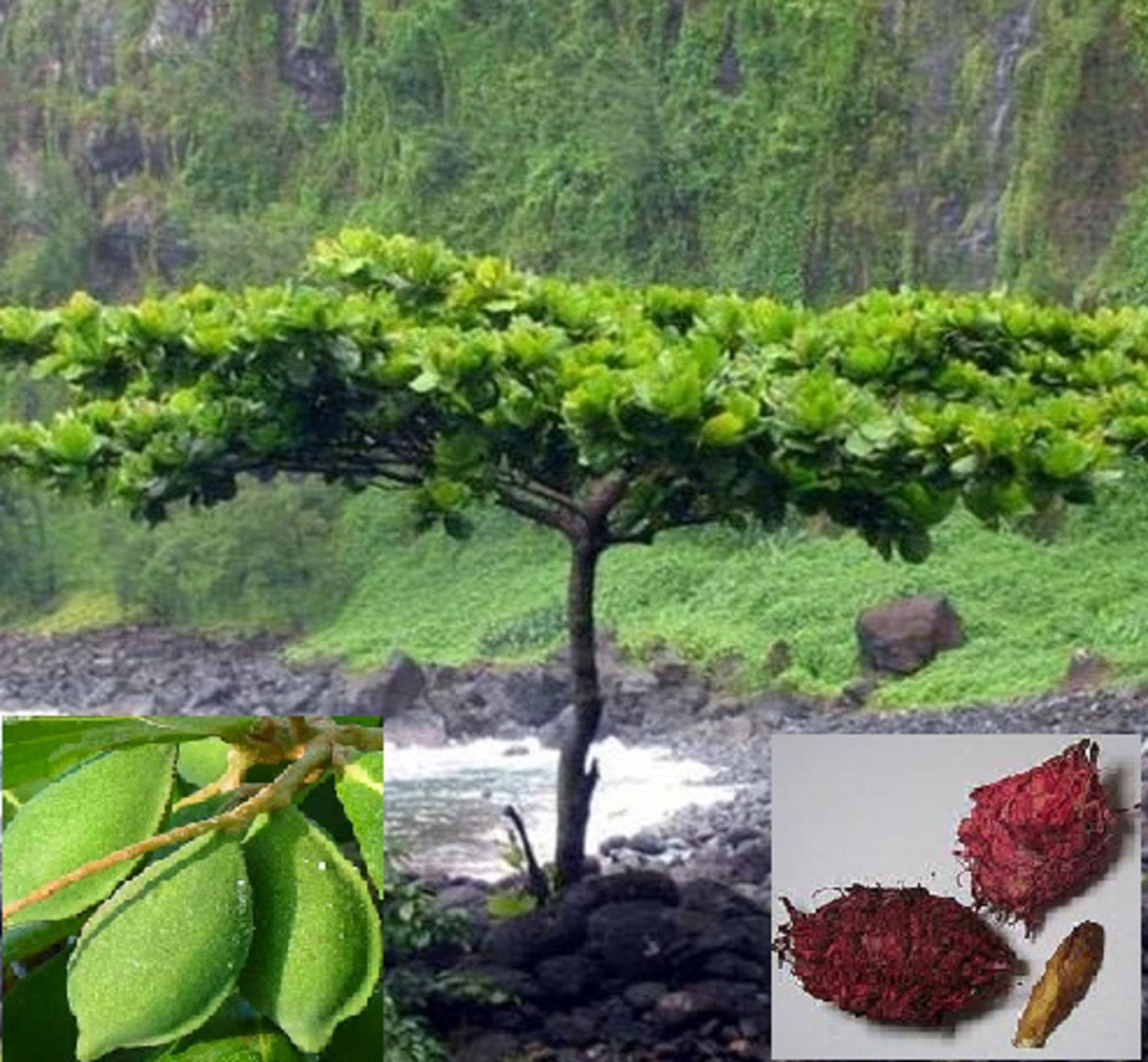 Indian Almond Terminalia Catappa Tropical Almond 6 Nos. - Etsy UK