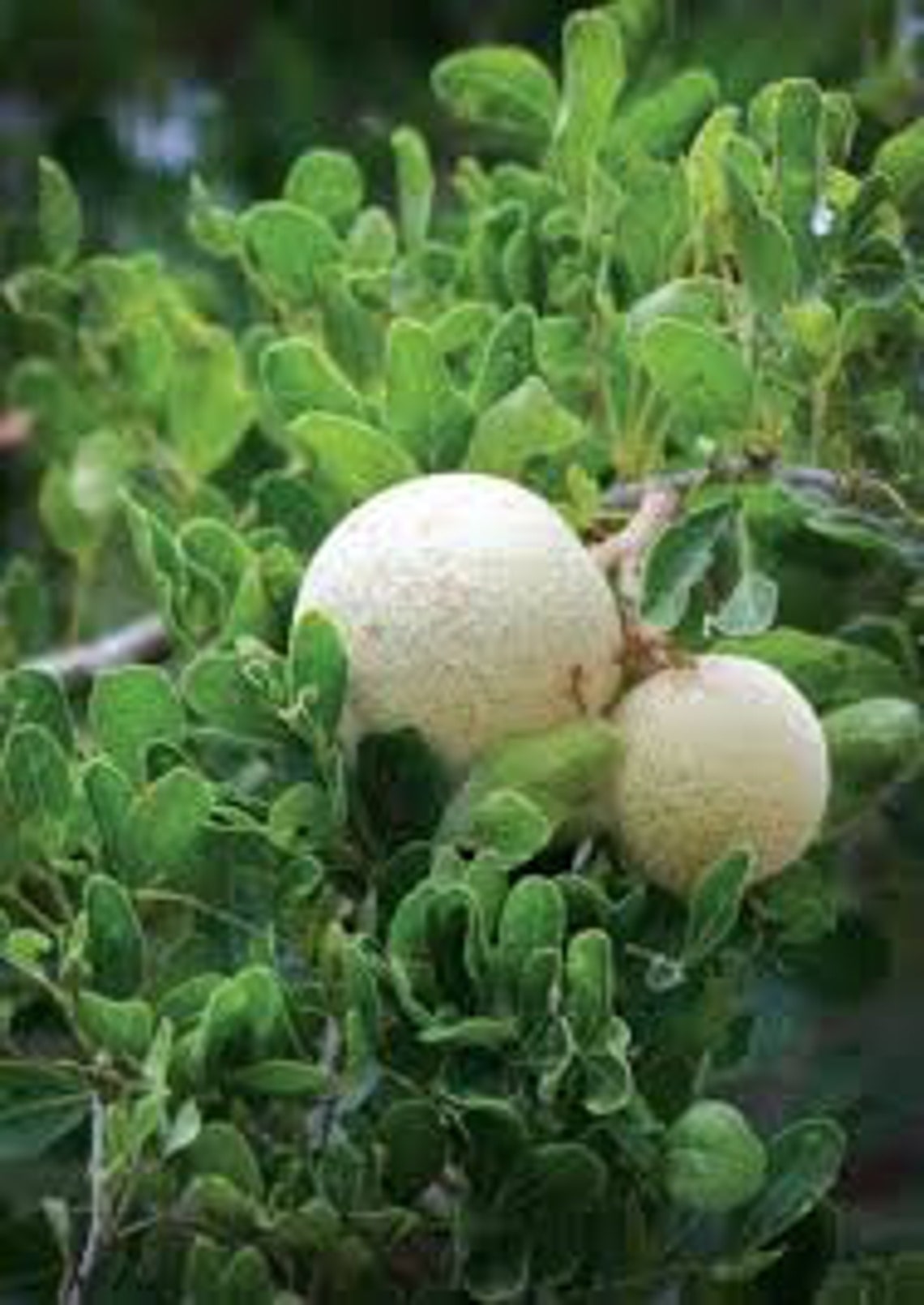 Wood Apple Tree Seed Limonia Acidissima Elephant Apple Etsy
