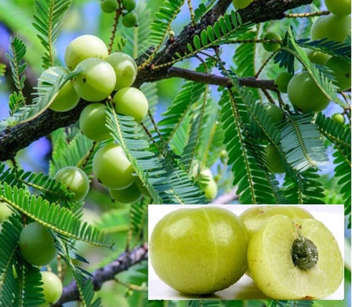 Indian Gooseberry Tree Seed Phyllanthus Emblica Emblic - Etsy