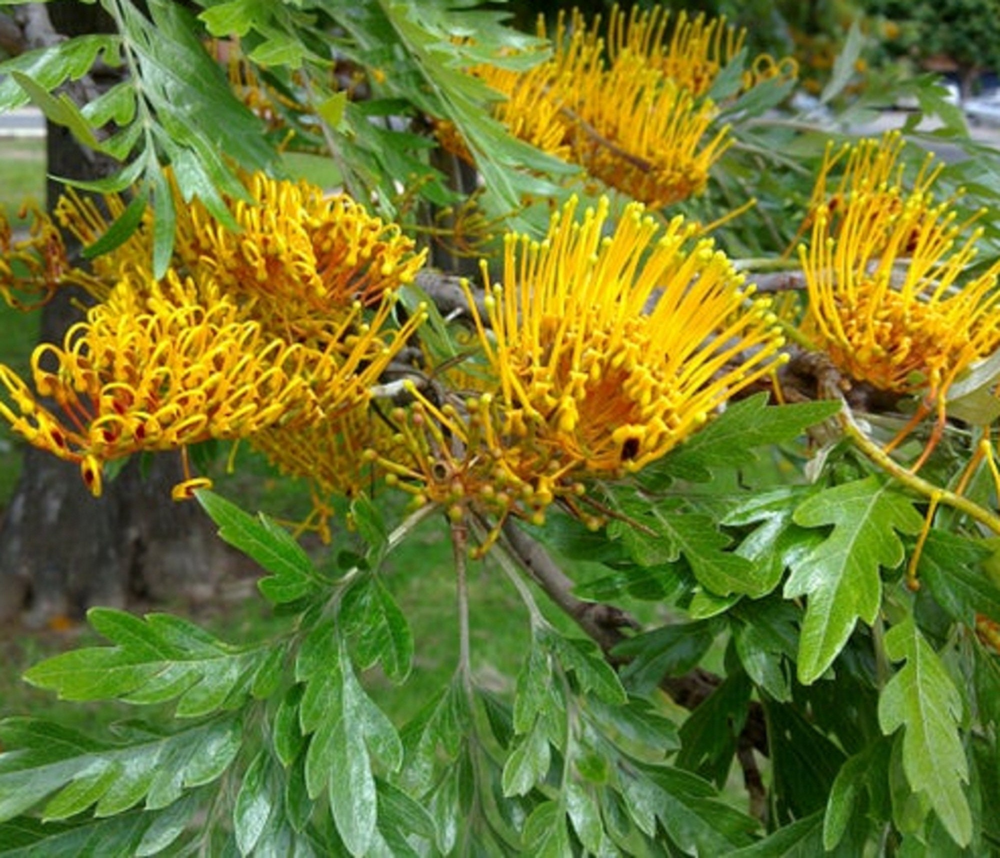 Grevillea Robusta Tree Seeds Silver Oak Seeds Silk Oak Etsy