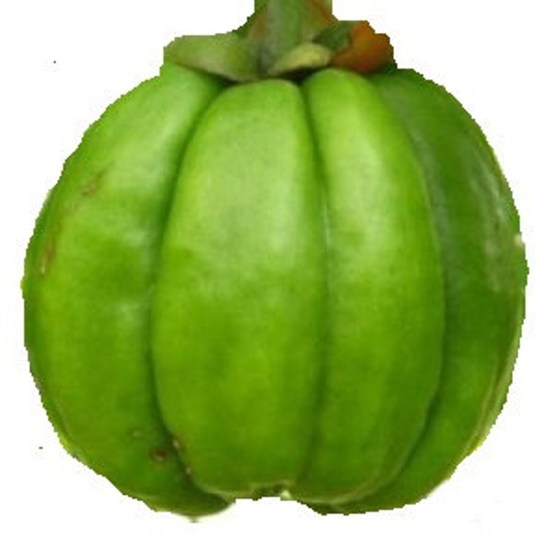 Malabar Tamarind , Garcinia Cambogia , Brindleberry , Garcinia Gummi ...