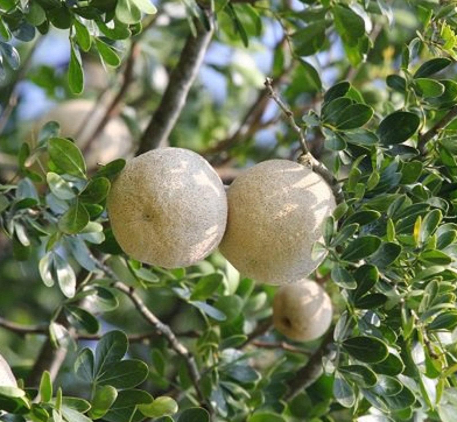 Wood Apple Tree Seed Limonia Acidissima Elephant Apple Etsy Canada