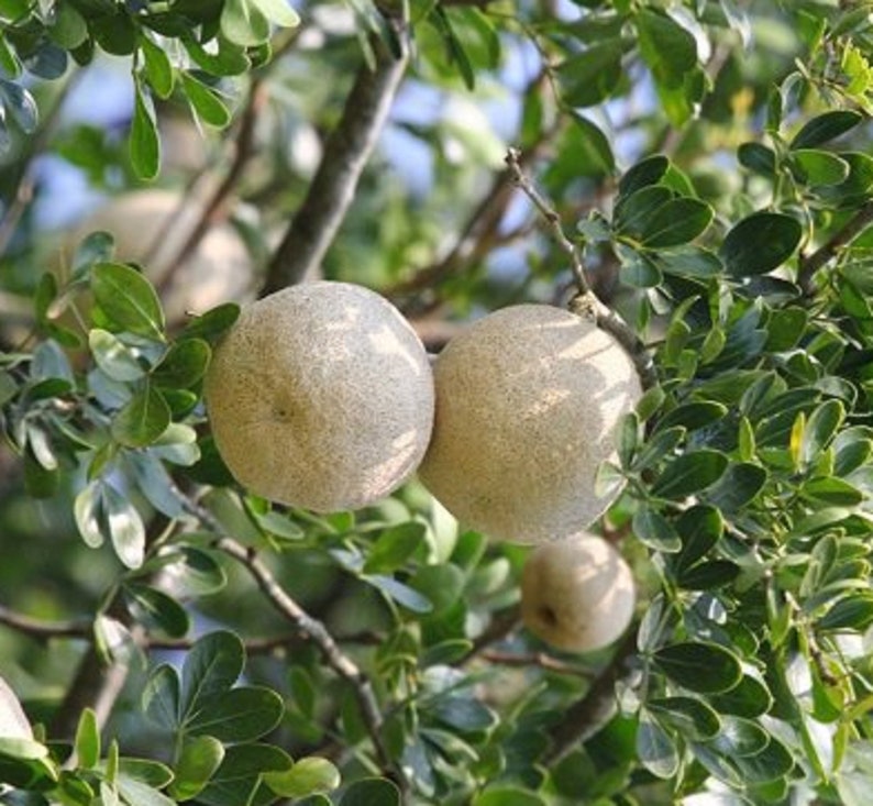 Wood Apple Tree Seed Limonia Acidissima Elephant Apple Etsy Canada