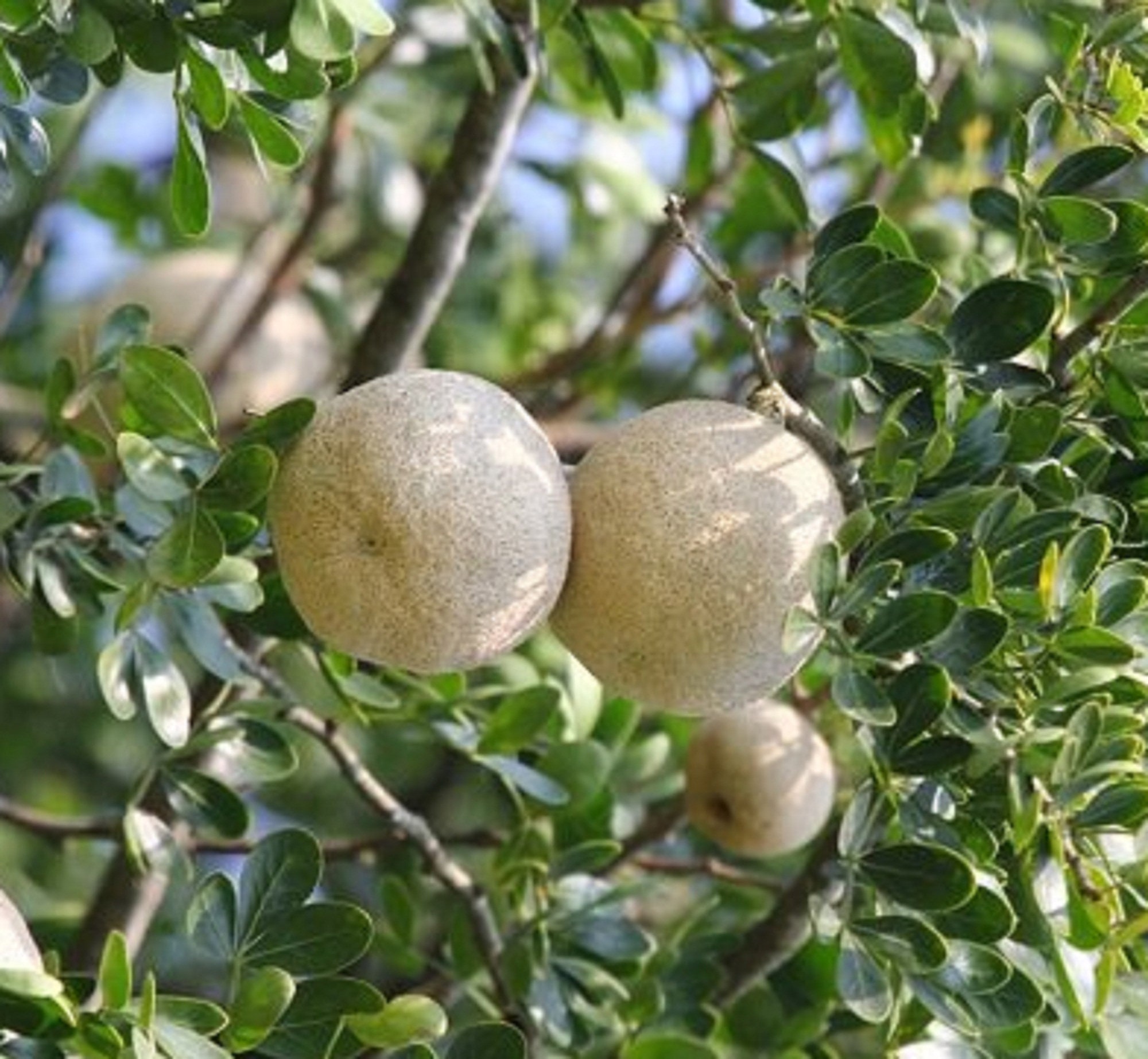 Wood Apple Tree Seed Limonia Acidissima Elephant Apple Etsy Canada