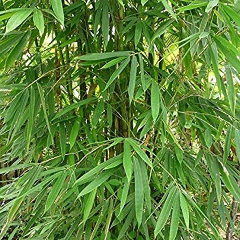 Bamboo Tree Seeds Dendrocalamus Strictus Plant Seed Solid Etsy