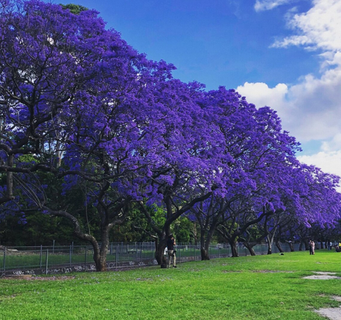 Jacaranda Mimosifolia Tree Seeds Blue jacaranda Tree Seed Etsy