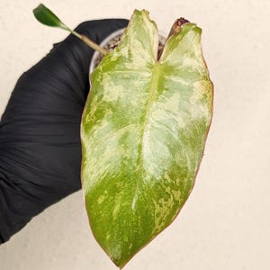 Philodendron PARAISO VERDE, exact plant
