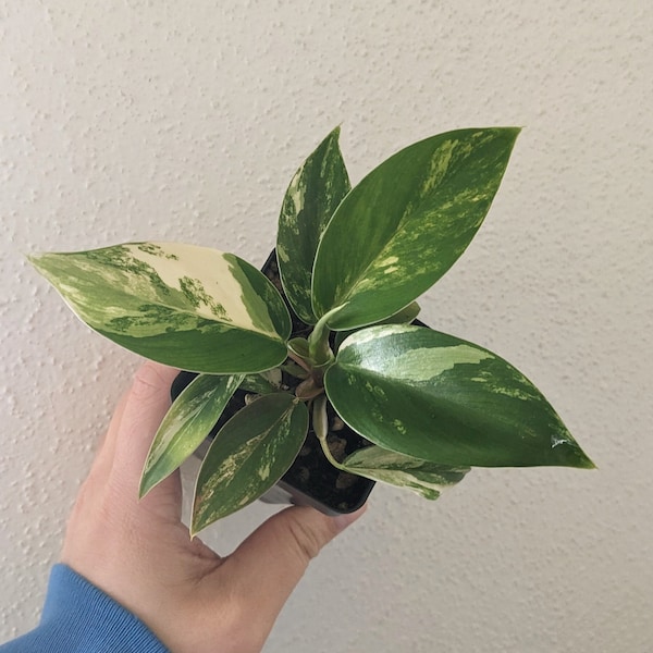 Philodendron GREEN CONGO VARIEGATED, exact plant, live plant, #GCA2