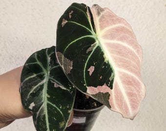 Variegated Alocasia Black Velvet Pink! EXACT PLANT! Tc Black