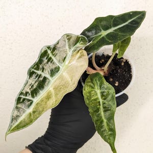 Alocasia POLLY Aurea/Pink Variegated, with planter, exact plant