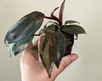 Philodendron PINK PRINCESS "dark cherry", variegated plant, exact plant