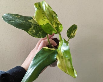 Philodendron DOMESTICUM Variegated, Live plant, exact plant