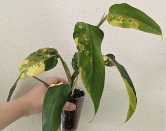 Philodendron DOMESTICUM Variegated, XL size, Live plant, exact plant