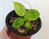 WHITE WIZARD Philodendron Baby Plant quot WW quot variegated aroid