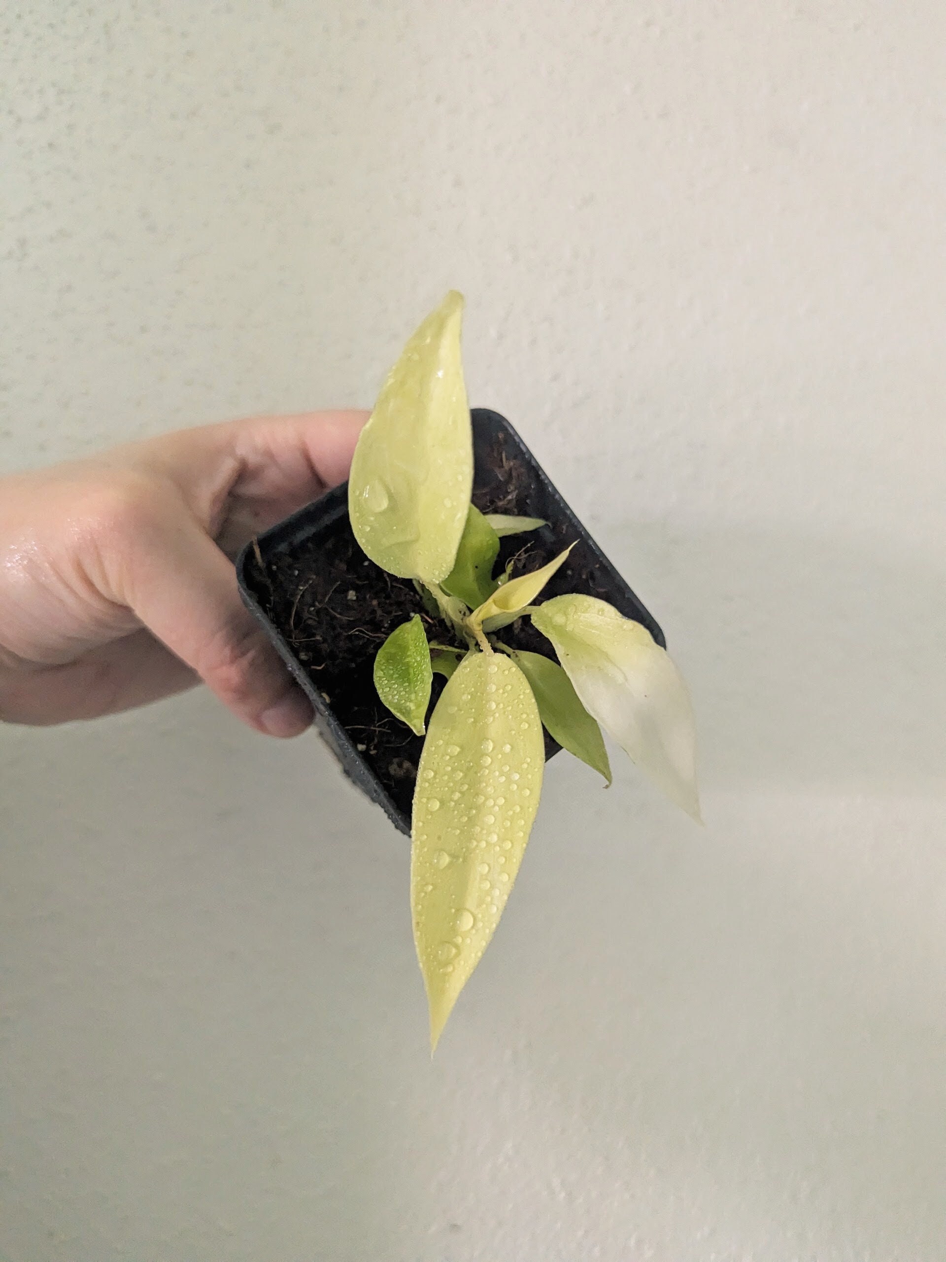 Philodendron Emerald Queen Variegated - Etsy Philodendron Emerald Queen Variegated - Etsy