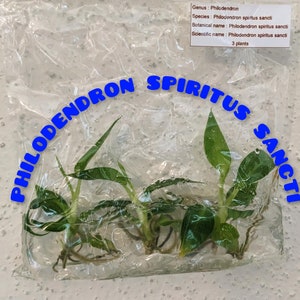 Philodendron SPIRITUS SANCTI, tissue culture pouch, 3 plants per pouch