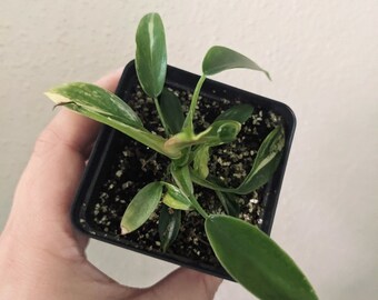 Philodendron FLORIDA BEAUTY, variegated plant, exact plant