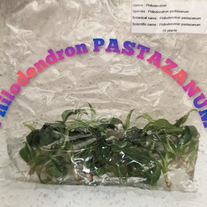 Philodendron PASTAZANUM, tissue culture pouch, 10 plants per pouch