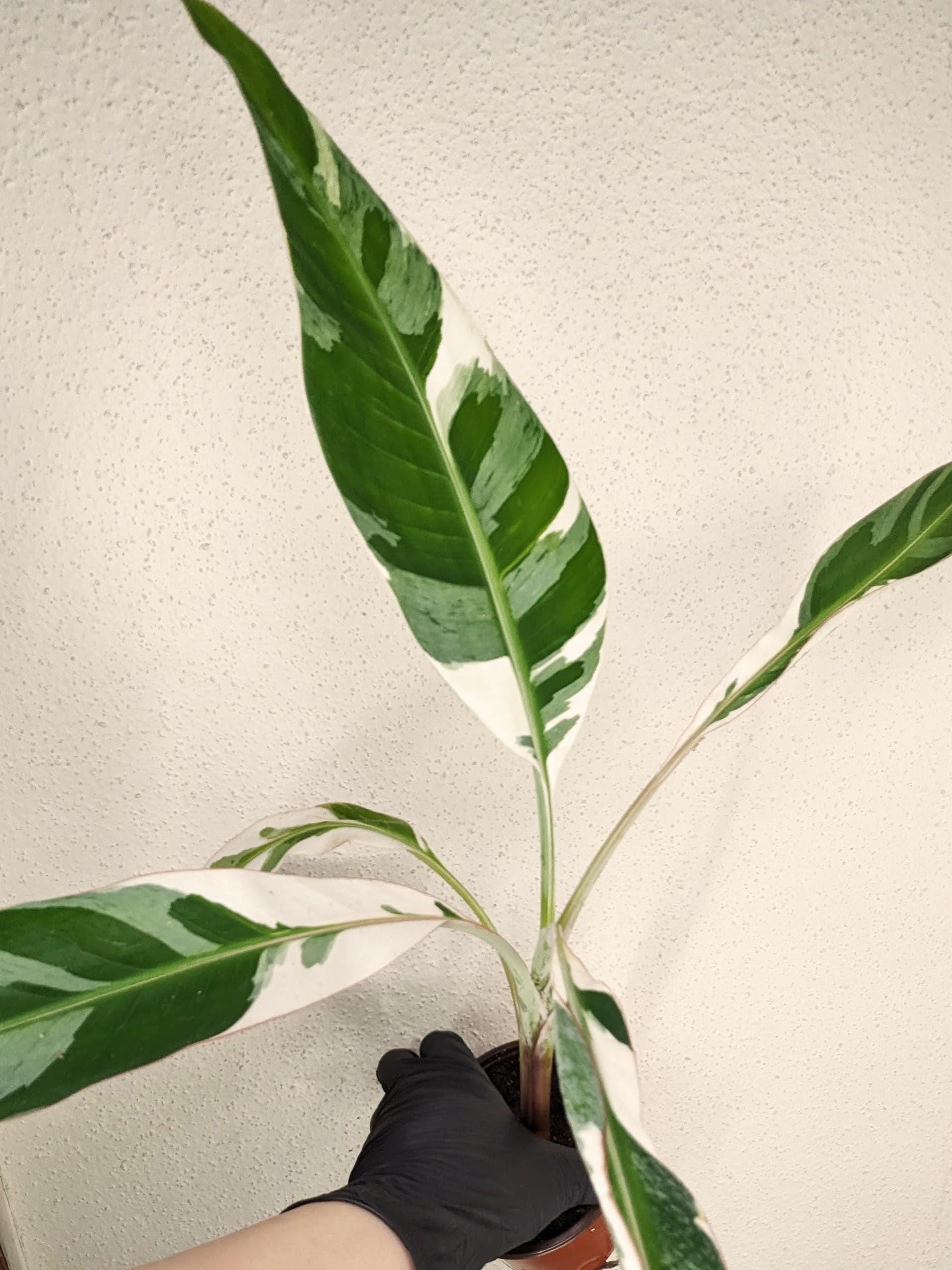 Musa Aeae Banana Florida Variegated - Etsy