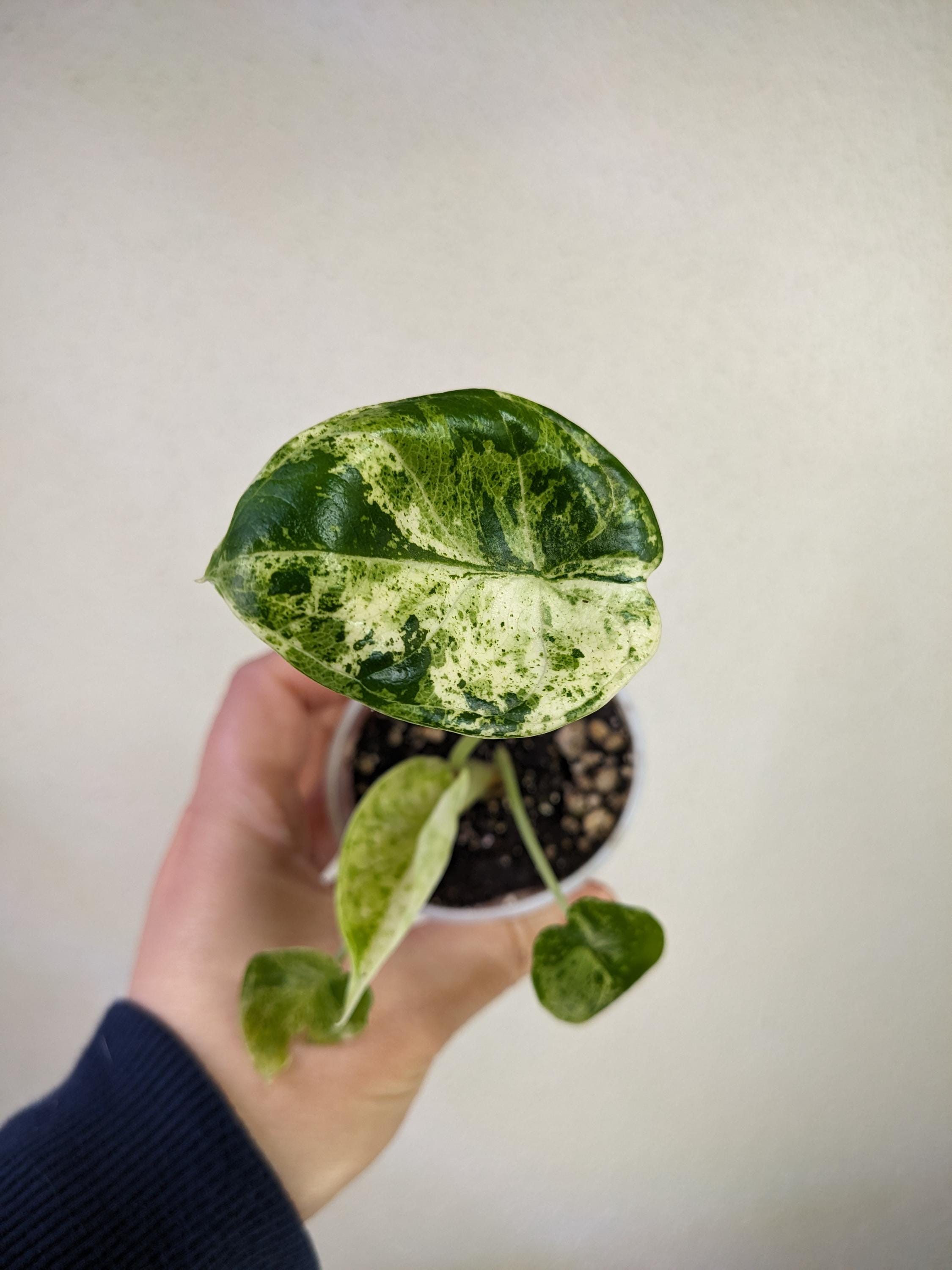 Alocasia Dragon Scale Mint - Etsy Alocasia Dragon Scale Mint - Etsy