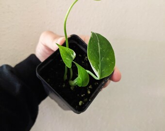 Monstera THAI CONSTELLATION, node grown, exact plant