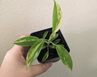 Philodendron FLORIDA BEAUTY, variegated plant, exact plant
