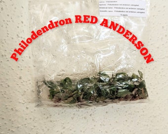 Philodendron RED ANDERSON variegated plant, tissue culture pouch, 10 plants per pouch