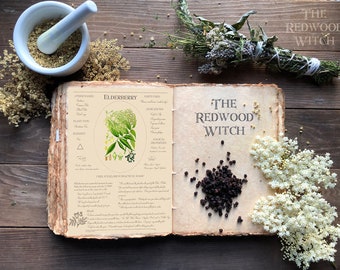 Elderberry Page ~ Magical Herb Page for Herbal and/or Book of Shadows ~ Instant Digital Download