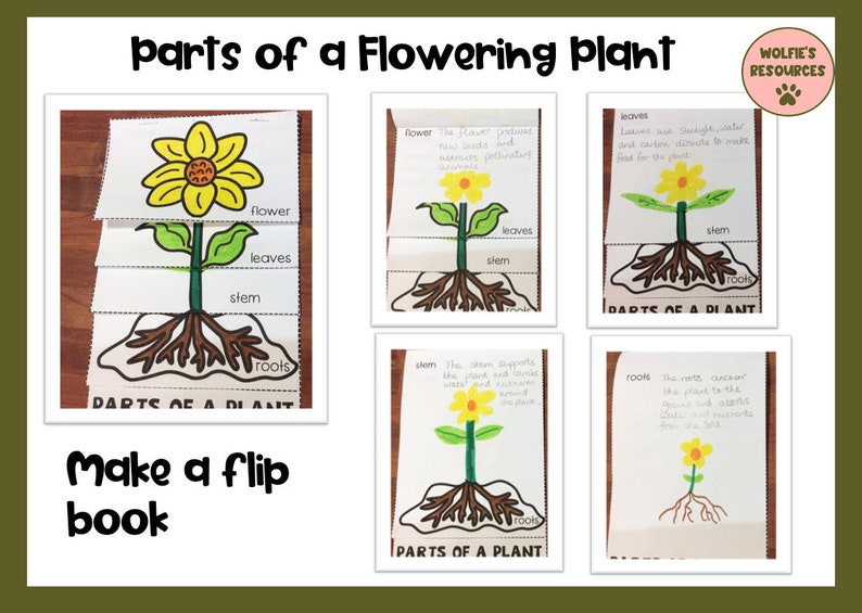 Parts of A Plant - Etsy