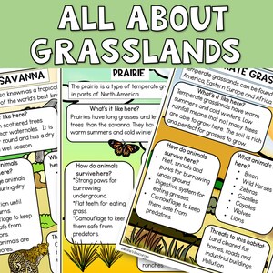 May include: Illustrated educational chart about grasslands, featuring three types: Savanna, Prairie, and Temperate Grasslands. Each section includes text describing the characteristics of each type of grassland, including where they are found, what the climate is like, and how animals survive there. The chart also includes illustrations of animals found in each type of grassland, such as zebras, lions, bison, and wolves.