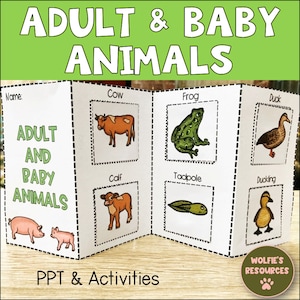 Baby Animals
