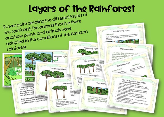 Amazon Rainforest Layers