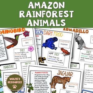Amazonas Regenwald Tiere