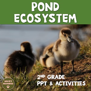 May include: A PowerPoint presentation and activities for 2nd grade students about pond ecosystems. The image features a close-up of three ducklings near a pond.