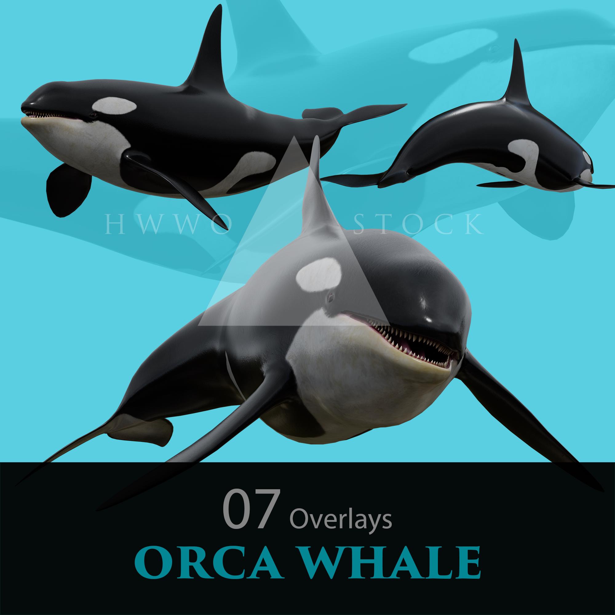 Orca Whale/mammal/composite/pngs/png/overlay/overlays/underwater/2d ...