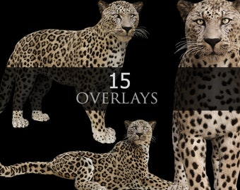 Arabian Leopard/Animals/Composite/Leopard/PNG/Overlay/Overlays/3D rendered/Wild Animals/Wild Cat/stock images/photoshop/creative photography