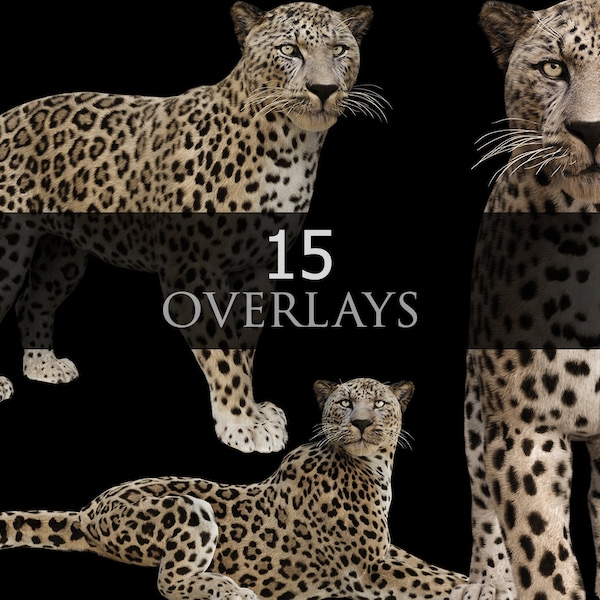 Arabian Leopard/Animals/Composite/Leopard/PNG/Overlay/Overlays/3D rendered/Wild Animals/Wild Cat/stock images/photoshop/creative photography